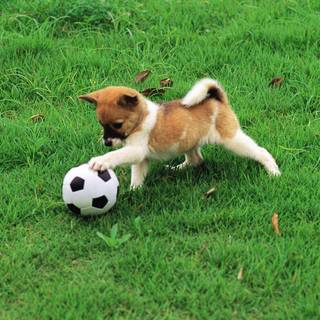 Soccer dog wallpaper