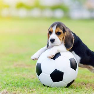 Soccer dog wallpaper