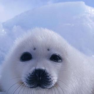 Harp seals wallpaper