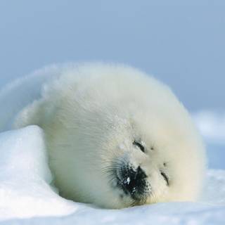 Harp seals wallpaper