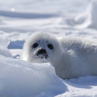Harp seals wallpaper