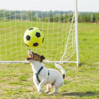 Soccer dog wallpaper