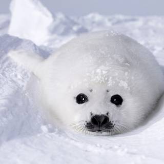 Harp seals wallpaper