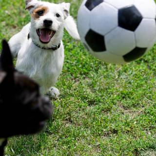 Soccer dog wallpaper