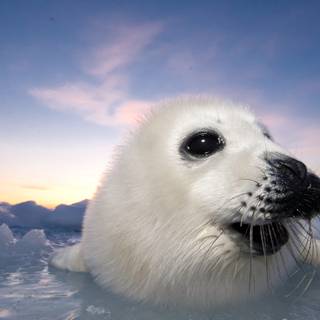 Harp seals wallpaper