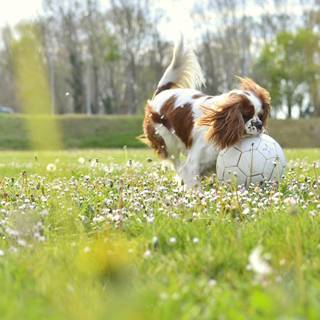 Soccer dog wallpaper