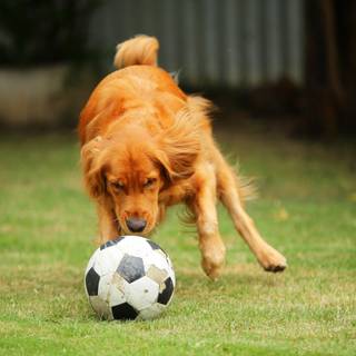 Soccer dog wallpaper