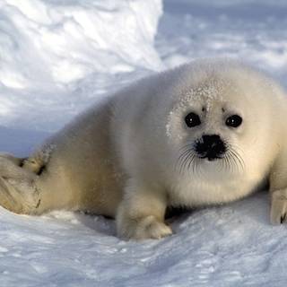Harp seals wallpaper