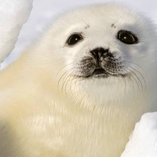 Harp seals wallpaper