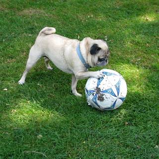 Soccer dog wallpaper