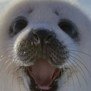 Harp seals wallpaper