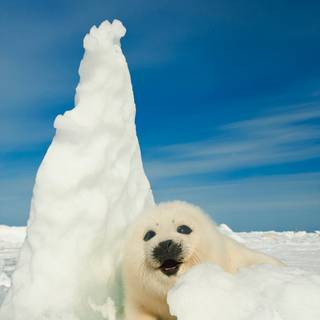 Harp seals wallpaper