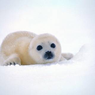 Harp seals wallpaper