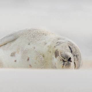 Harp seals wallpaper