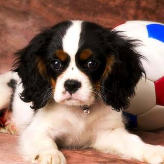 Soccer dog wallpaper