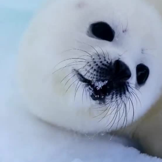 Harp seals wallpaper