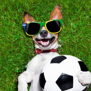 Soccer dog wallpaper