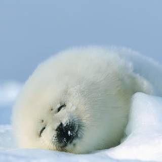 Harp seals wallpaper
