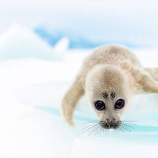 Harp seals wallpaper
