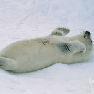 Harp seals wallpaper