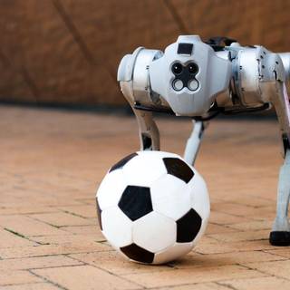 Soccer dog wallpaper