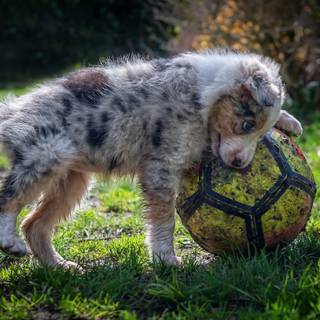 Soccer dog wallpaper
