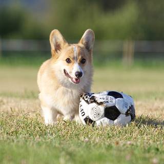 Soccer dog wallpaper