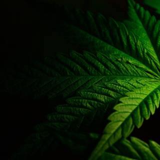 Weed and money wallpaper