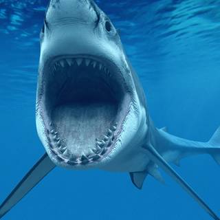 Big sharks wallpaper