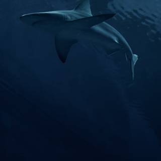 Big sharks wallpaper