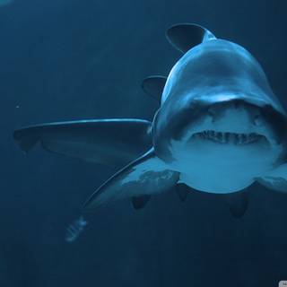 Big sharks wallpaper