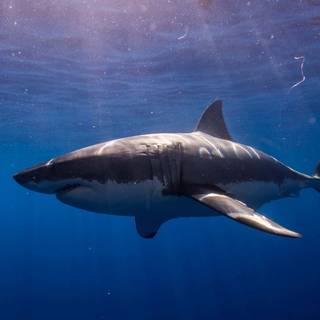 Big sharks wallpaper