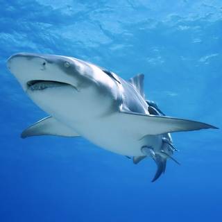 Big sharks wallpaper