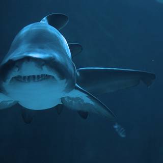 Big sharks wallpaper