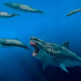 Big sharks wallpaper