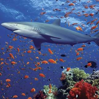 Big sharks wallpaper