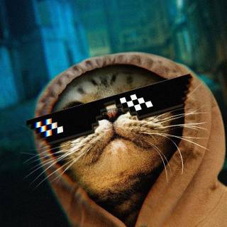 Thug cat wallpaper