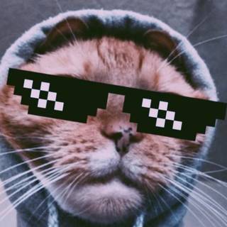 Thug cat wallpaper
