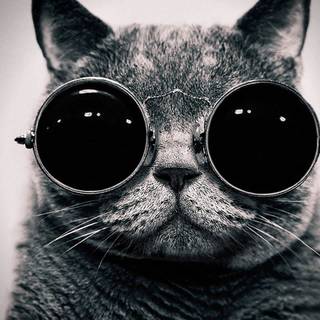 Thug cat wallpaper