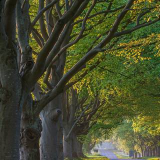 Plant trees wallpaper