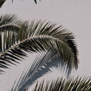 Plant trees wallpaper