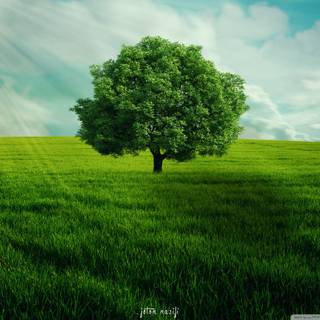 Plant trees wallpaper