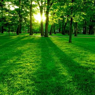 Plant trees wallpaper