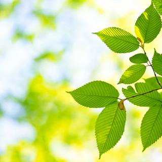 Plant trees wallpaper