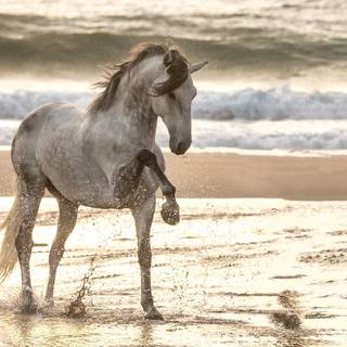 Grey horses wallpaper