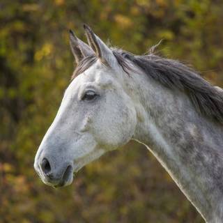 Grey horses wallpaper