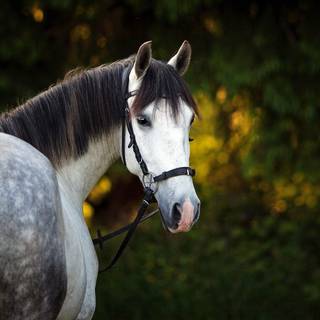 Grey horses wallpaper