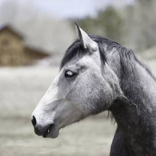 Grey horses wallpaper