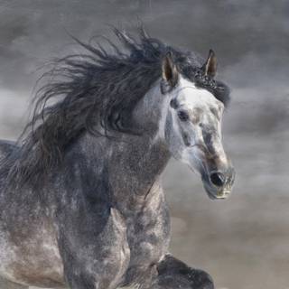 Grey horses wallpaper