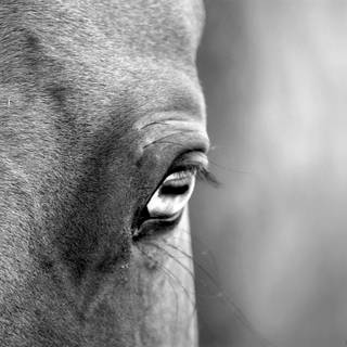 Grey horses wallpaper